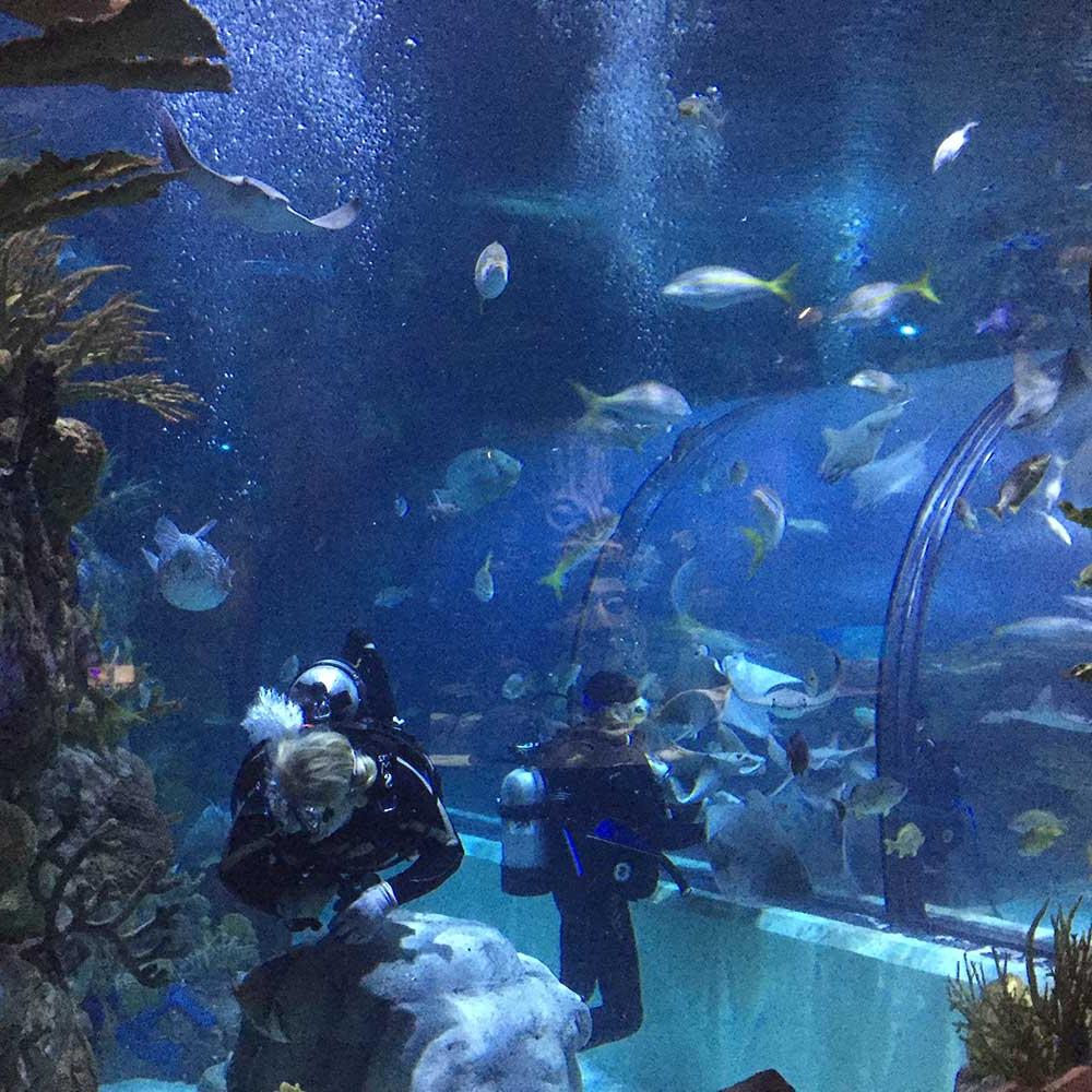 acrylic care in large aquarium